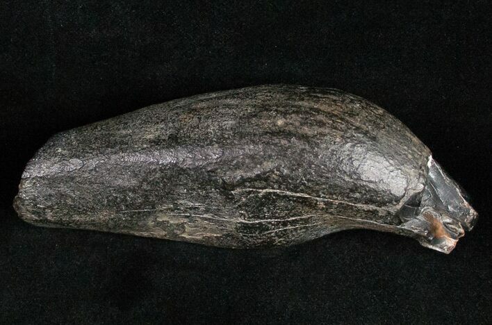 Fossil Sperm Whale Tooth - South Carolina #11980